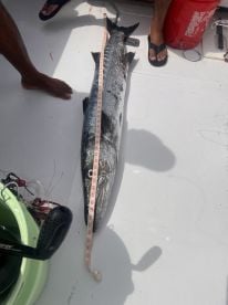 Sailfish went after, sailfish caught!! 