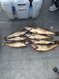 Walleye Master