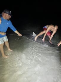 Exciting 11ft 2” Tiger Shark Catch