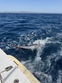 Caught a great tuna!!