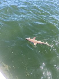 Five hour shark trip.