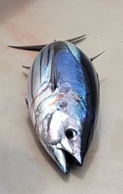 The Maggie Joe Sportfishing fleet are professional and helpful to all ages, novice or experienced fishermen 