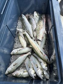 Great Success! Caught 22 fish!!