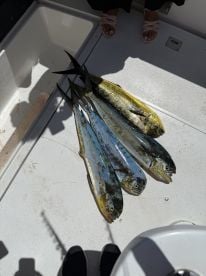 Incredible Deep Sea Fishing Experience with Atlantida Punta Cana!