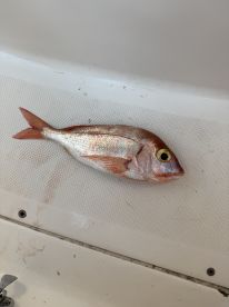 Fantastic Trip 5 Stars