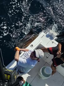 a sailfish and a blue marlin! 