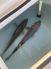 Captain knows where to fish. 