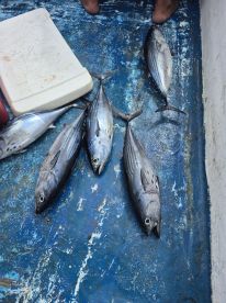 Don't make my mistake, sum bull...