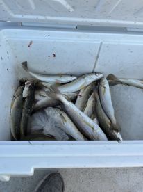 Great day on the bay!