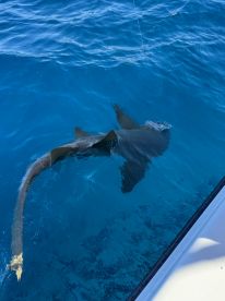 Guaranteed Great Time With Bug!