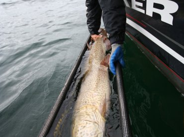 The Queen of the St. Lawrence 