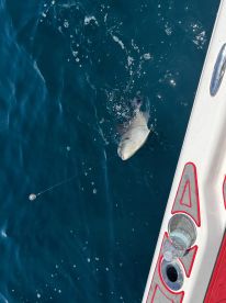 Capt Jaysen is awesome