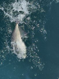 Capt Jaysen is awesome