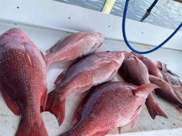 BIG RED SNAPPERS