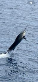 Beautiful Sailfish 