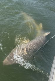 Didn’t see dolphins ;) - but caught some sharks!!