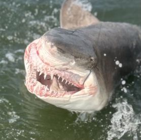 Didn’t see dolphins ;) - but caught some sharks!!