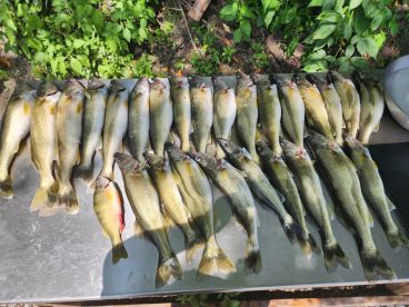 Awesome experience, great captain, LOTS OF WALLEYE