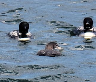 Great Guide, Great fishing and a GREAT TIME!!!