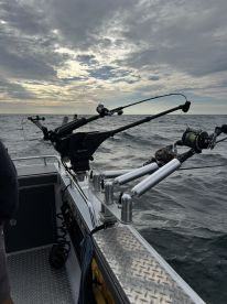 Amazing Big Fish Lots Of FUN