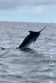 Bob Marlin always puts you on the fish 