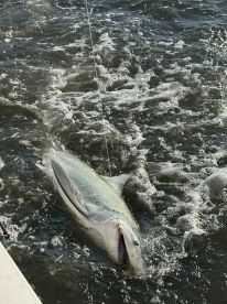 Great experience on the Carolina Rig