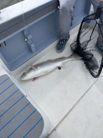 Good day on the sound , with Captain Mark!!