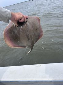 Good day on the sound , with Captain Mark!!