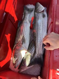 Great day on the water off Boston!