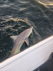 Great Trip! 10/10 would recommend!