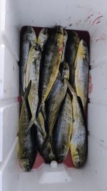 Dream Trip \ud83d\udc1f\ud83c\udfa3\ud83d\ude04