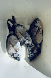 Family Fun Fishing Trip with Captain Fernando