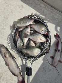 Excellent trip, caught Crappie, White Perch, Bream, and Catfish
