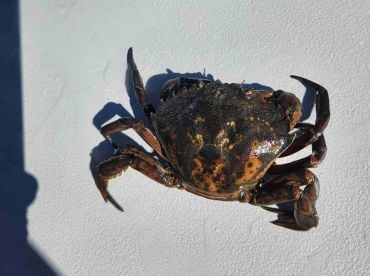 Great day with capt mike