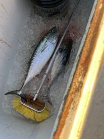 Great day and great catch.