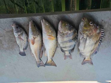 Caught many fish. Enjoyed our time talking with Justen