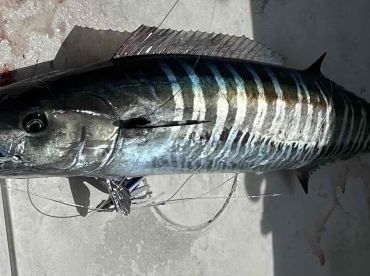 Beautiful day brought out somd beautiful fish