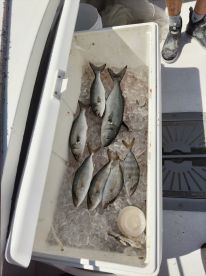 Captain and Austin were excellent 👍. 