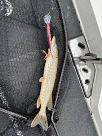 Late Season Musky with Captain Kurt and Captain Matt