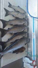 wonderful day out with captain Marcus