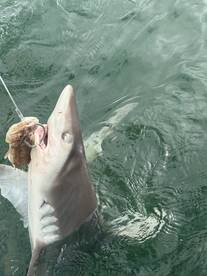 Shark fishing 