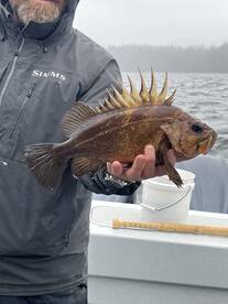 Excellent Excursion In Ketchikan 