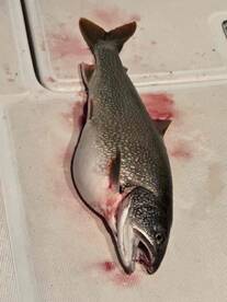 Got the Salmon I was determined to get! 