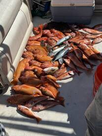 🎣 Unforgettable Fishing Trip with Barbarossa Fishing! 🐟