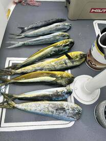 nabbed a blue marlin