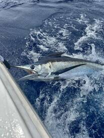 nabbed a blue marlin