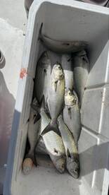 Caught a load of fish!