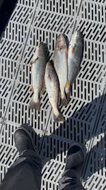 Caught a load of fish!