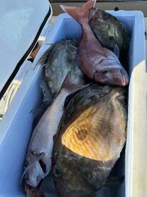 Hvar full day fishing with fish barbecue