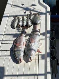 BEST CAPTAIN AND CHARTER IN EDISTO